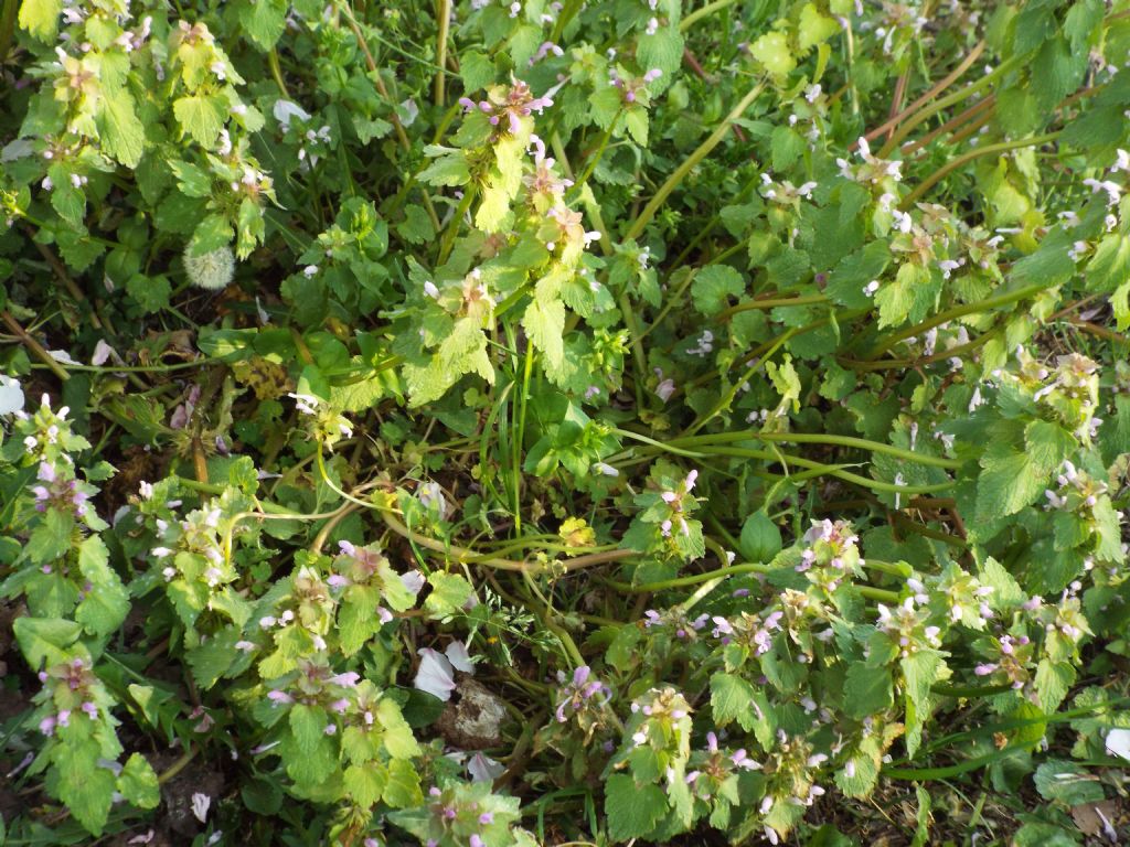 Lamium purpureum ?  S !