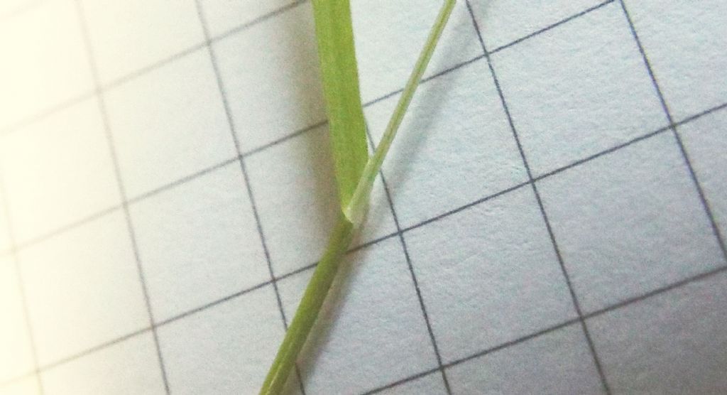 Poacea : Poa annua