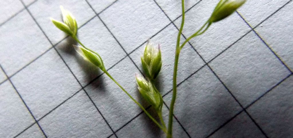 Poacea : Poa annua