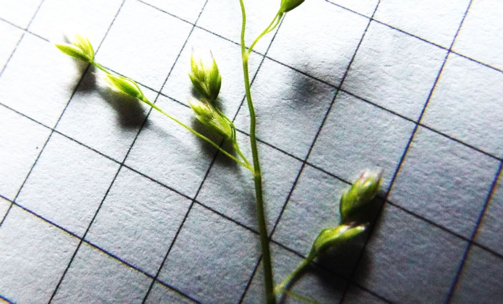 Poacea : Poa annua