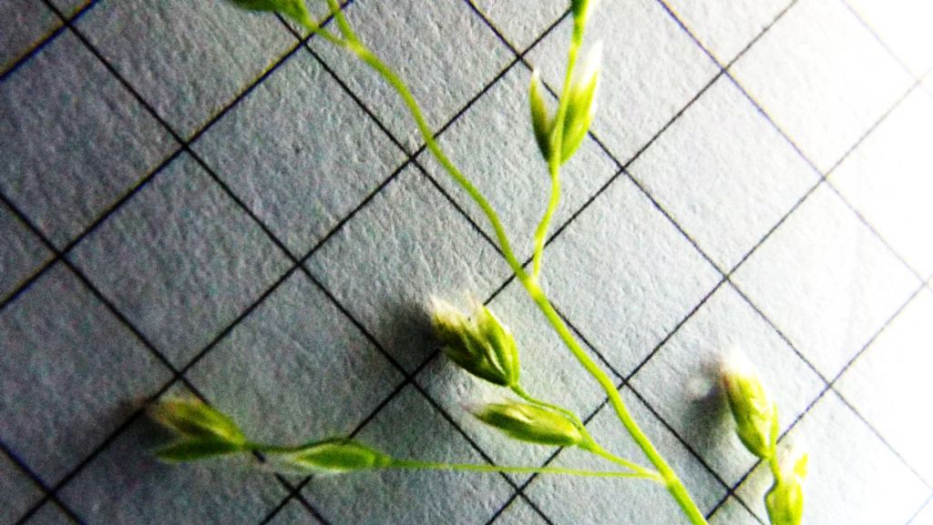 Poacea : Poa annua