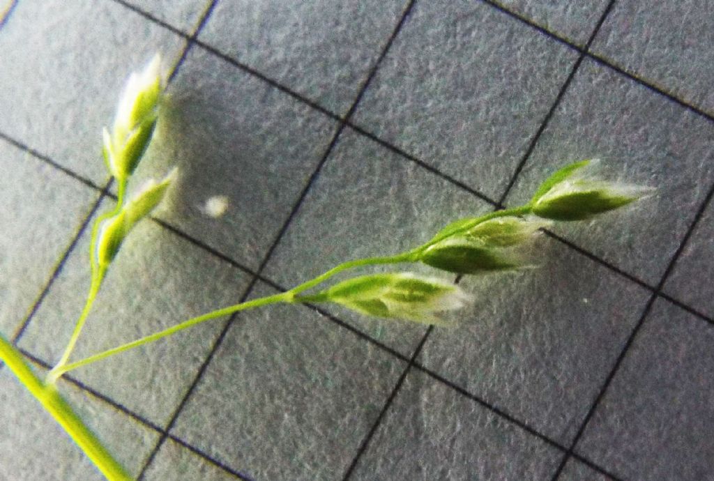 Poacea : Poa annua