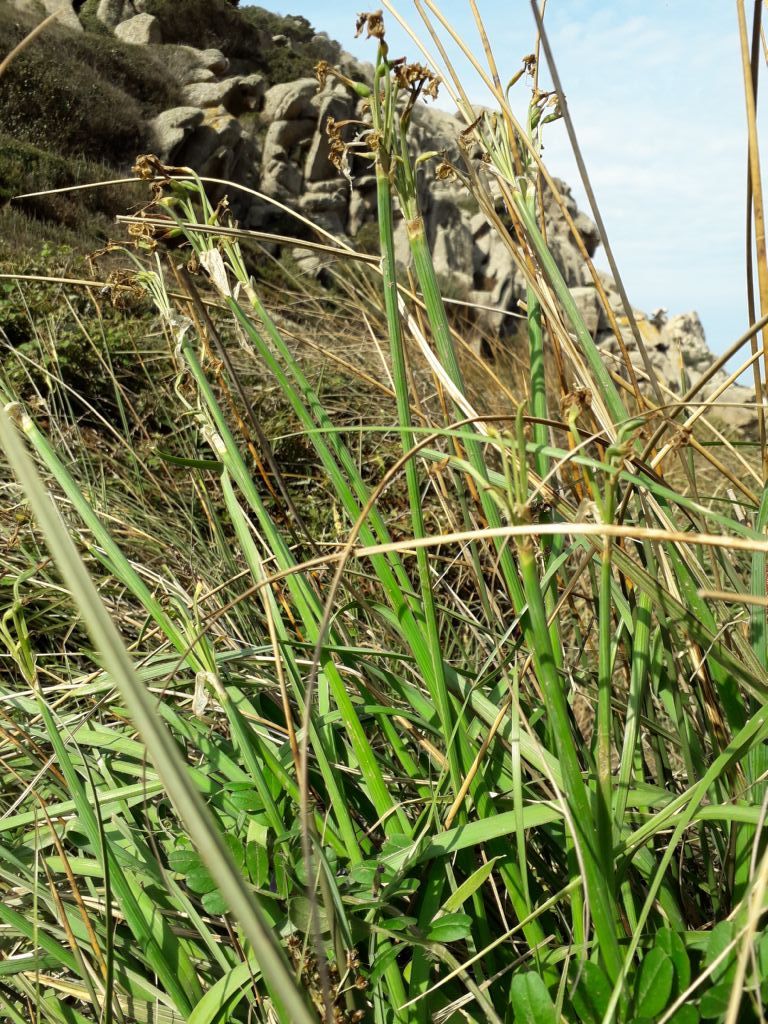 Nord Sardegna zona ricca d''acqua:  Narcissus tazetta ...sfiorito