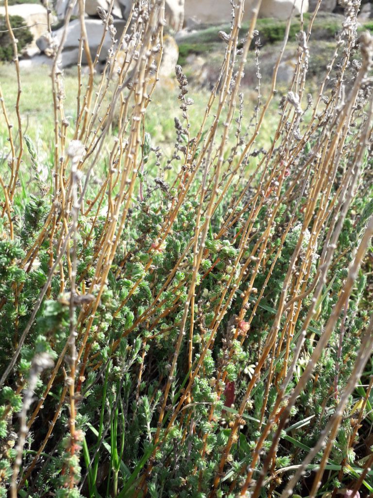 Nord Sardegna:  Camphorosma monspeliaca