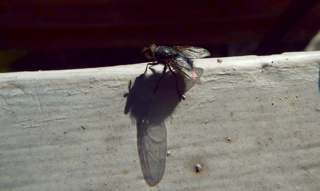 Musca domestica?  No!   Calliphora vicina (Calliphoridae)