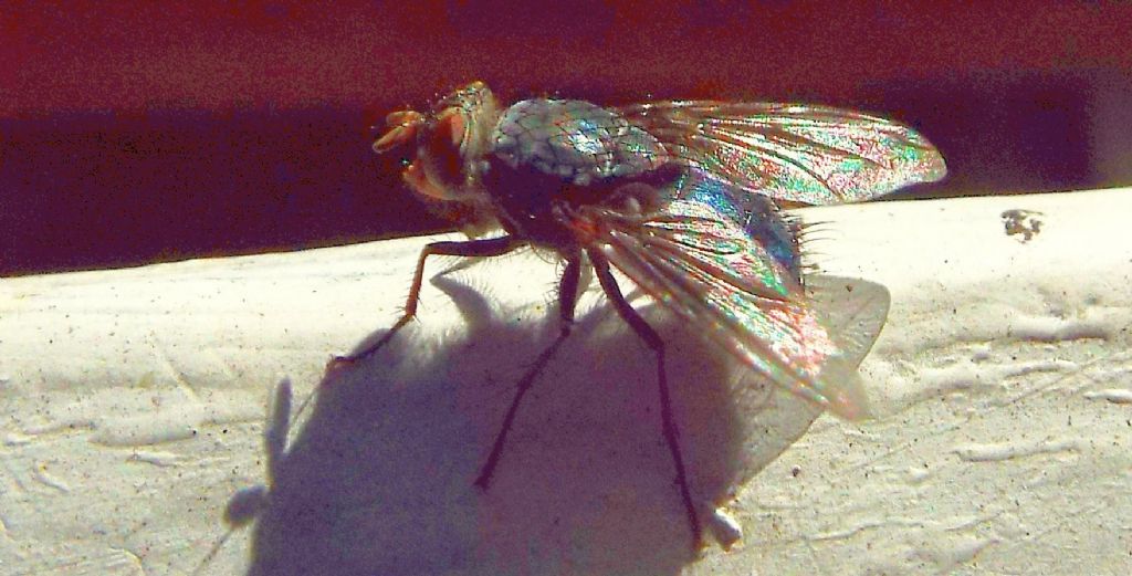 Musca domestica?  No!   Calliphora vicina (Calliphoridae)