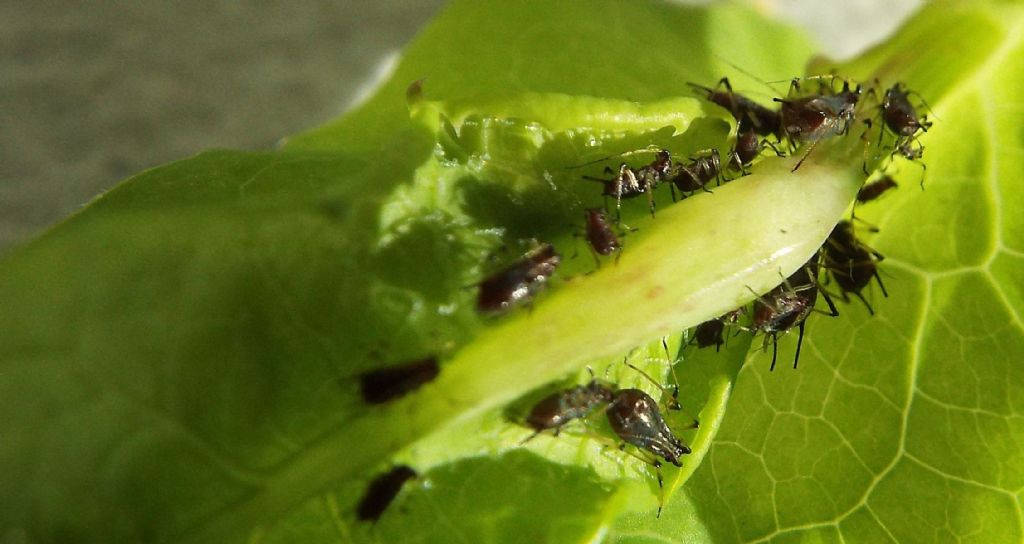 Aphididae da id (su Sonchus):  Uroleucon sp.