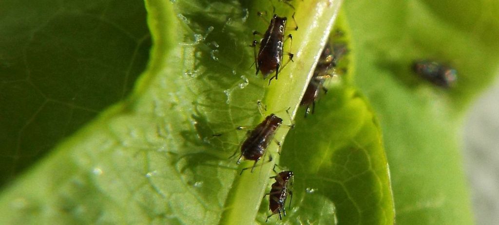 Aphididae da id (su Sonchus):  Uroleucon sp.