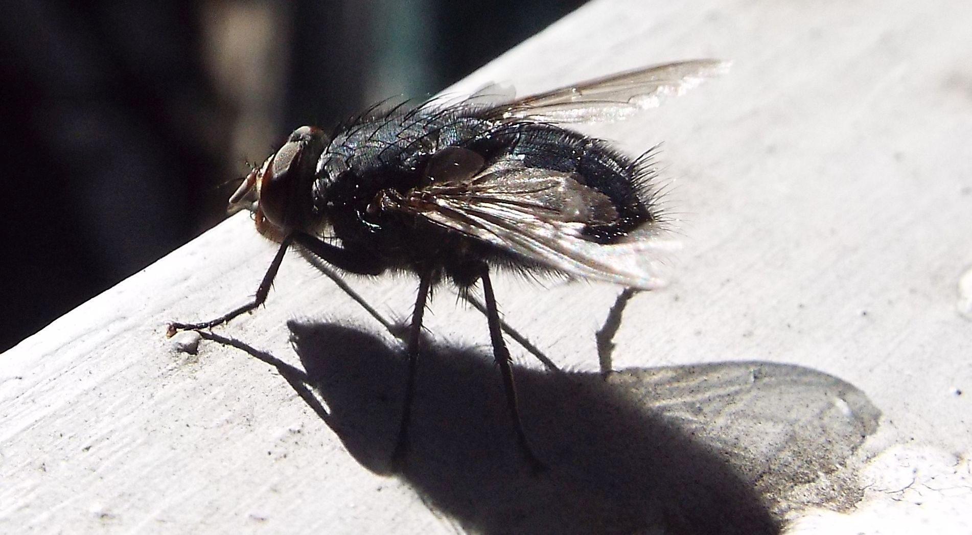 Musca domestica?  No!   Calliphora vicina (Calliphoridae)