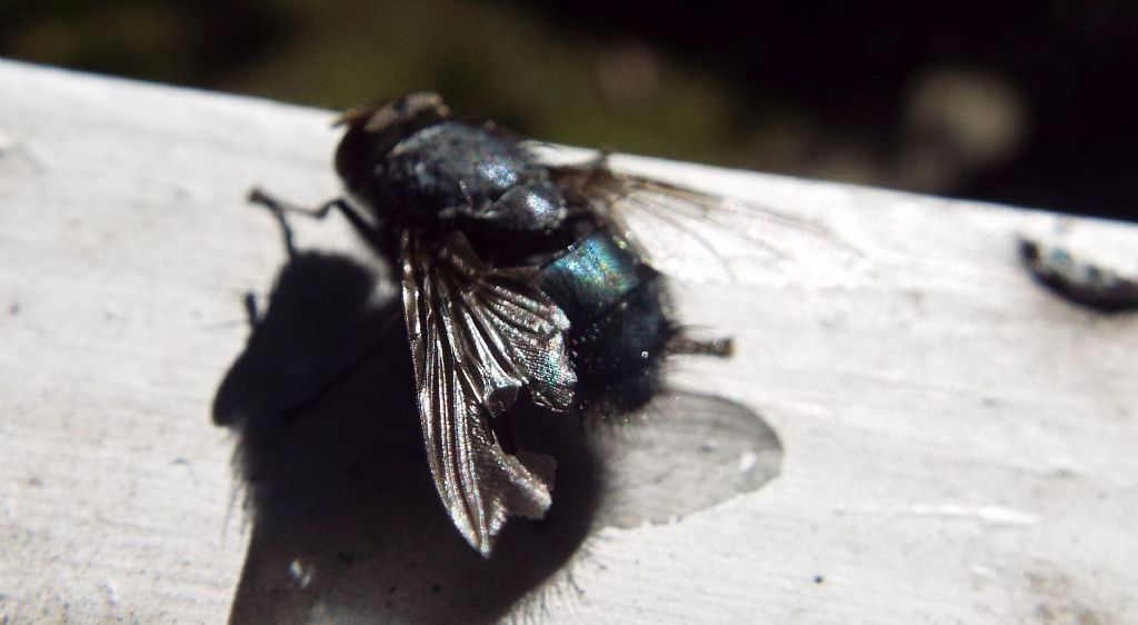 Musca domestica?  No!   Calliphora vicina (Calliphoridae)