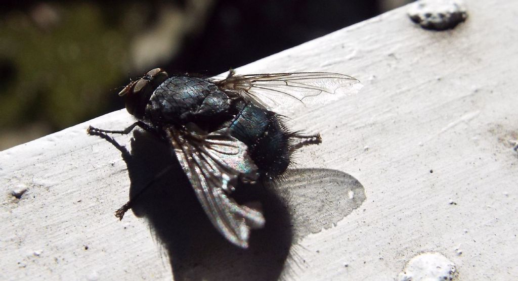 Musca domestica?  No!   Calliphora vicina (Calliphoridae)