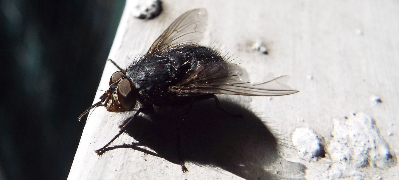 Musca domestica?  No!   Calliphora vicina (Calliphoridae)
