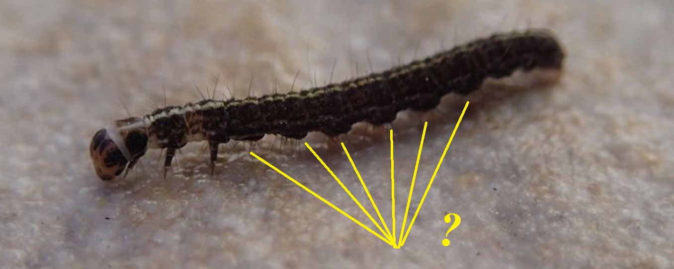 Bruco da identificare: Scythris cfr. heinemanni - Scythrididae