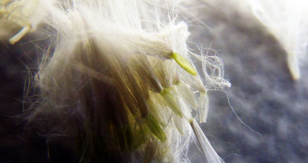 Sonchus tenerrimus / Grespino sfrangiato