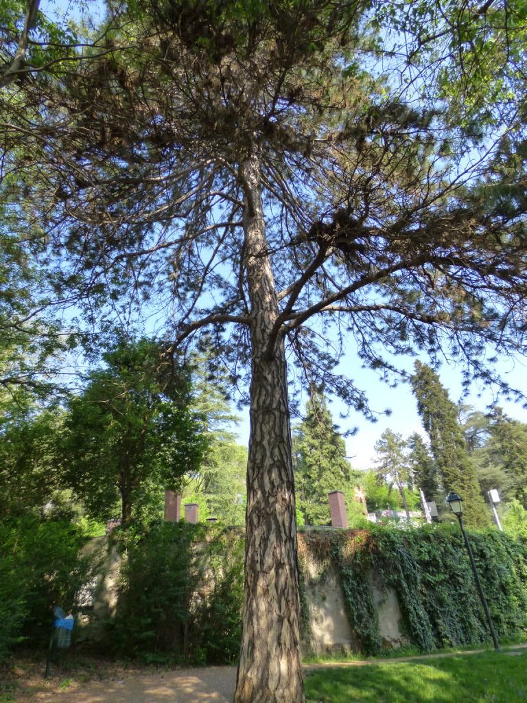 pino strobo (Pinus strobus)?