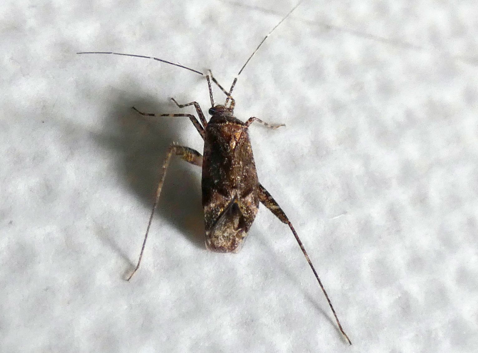 Miridae: Phytocoris sp.