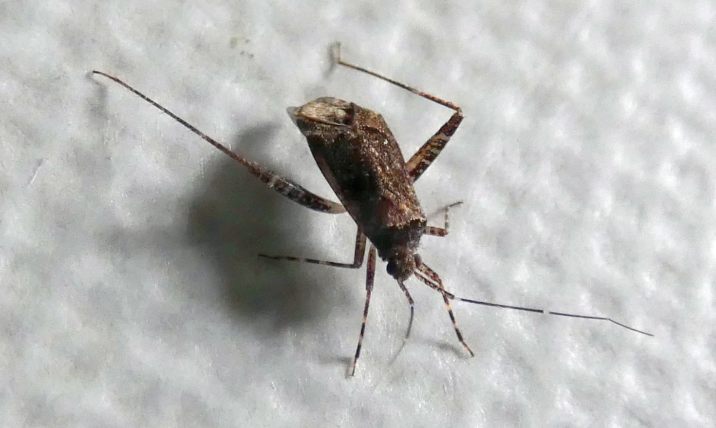 Miridae: Phytocoris sp.