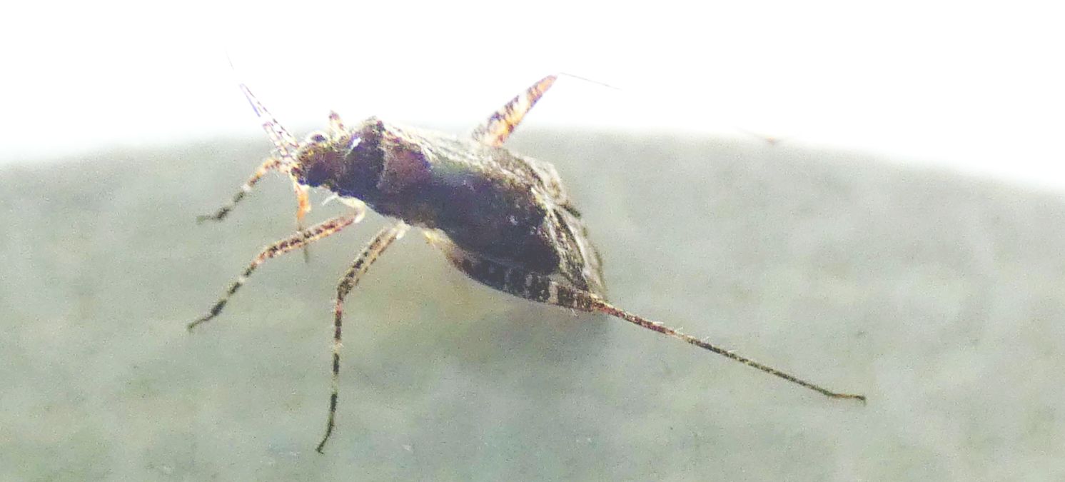 Miridae: Phytocoris sp.