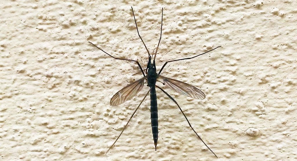 Tipulidae molto scuro: Tipula sp.