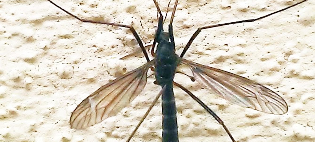 Tipulidae molto scuro: Tipula sp.