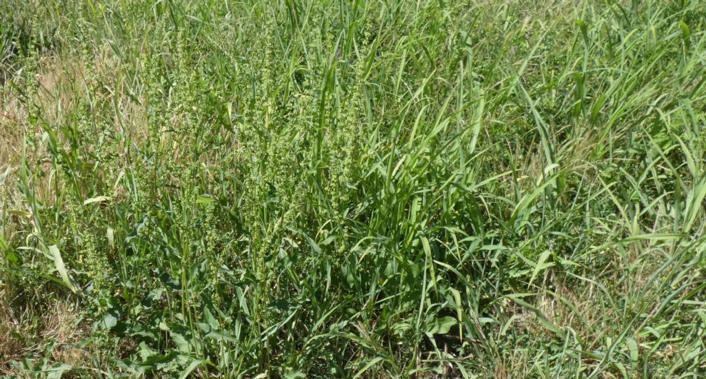 Rumex crispus