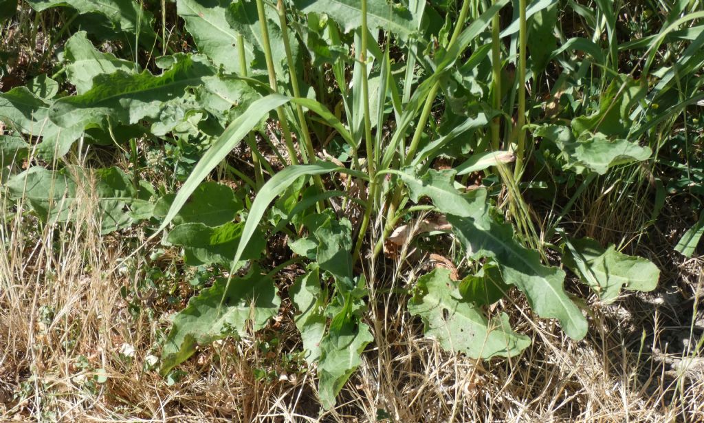 Rumex crispus