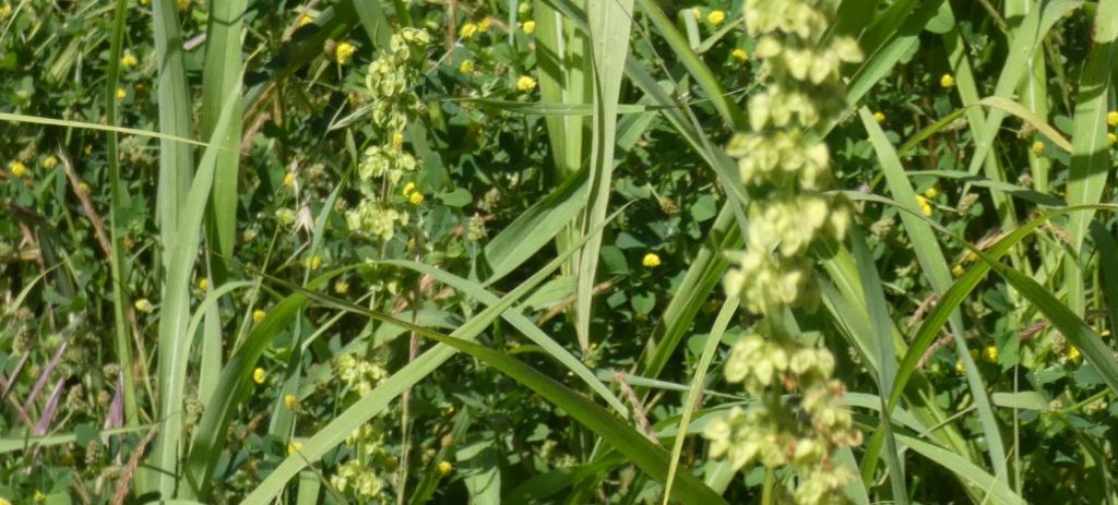 Rumex crispus