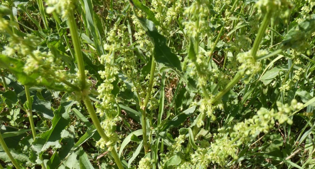 Rumex crispus