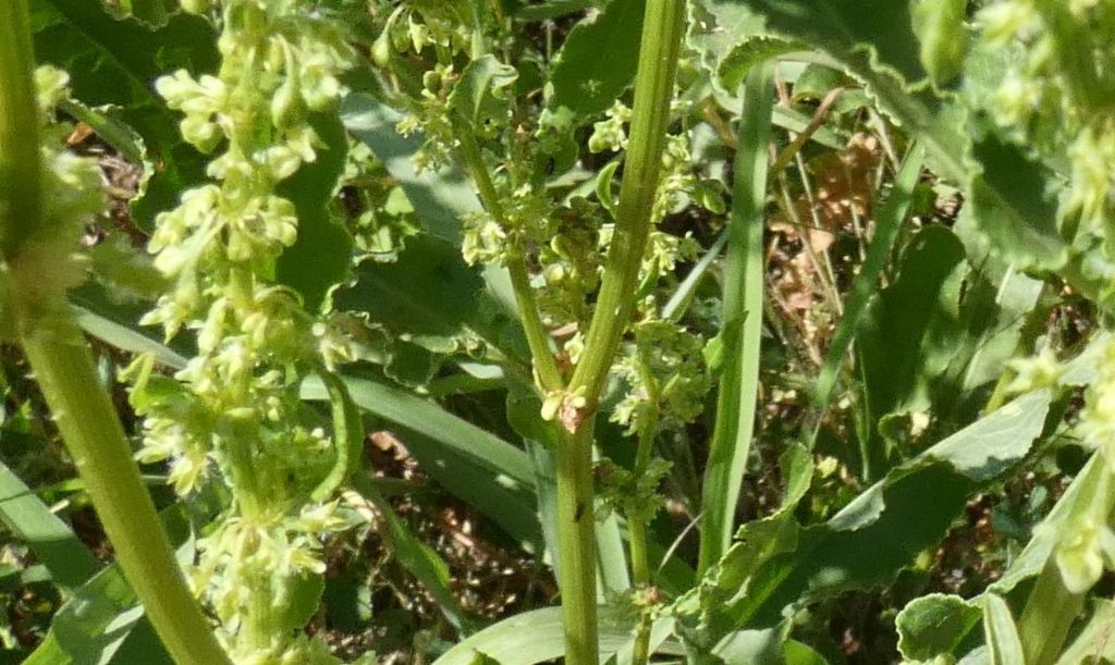 Rumex crispus