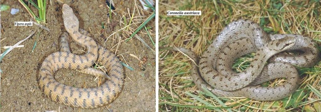 Serpente delle Prealpi Bergamasche:  Vipera aspis francisciredi, maschio