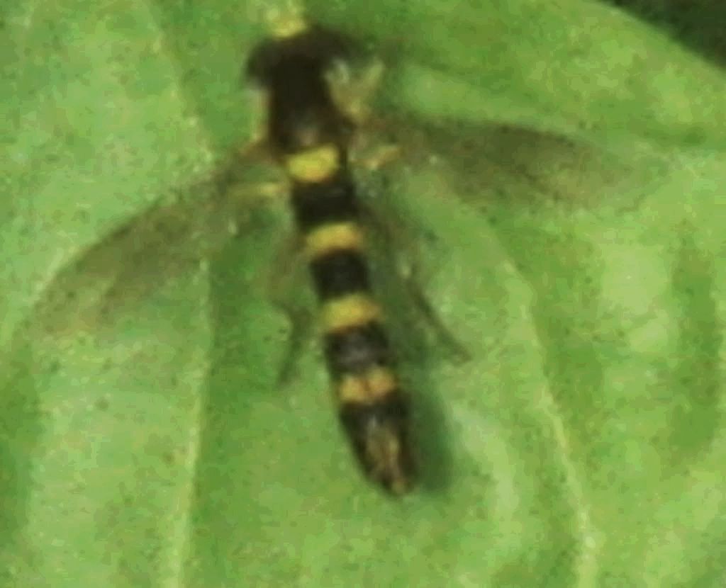 Syrphidae: Sphaerophoria scripta?  S, maschio