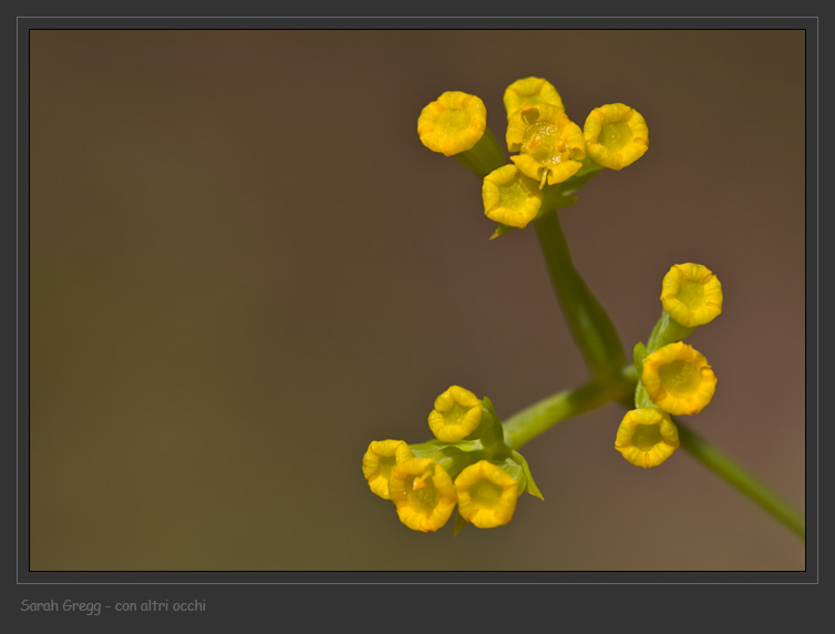 Bupleurum praealtum / Bupleuro lino-selvatico