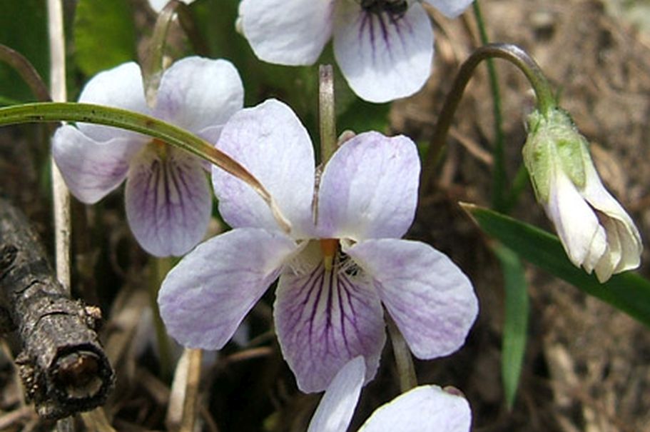 Viola thomasiana / Viola di Thomas