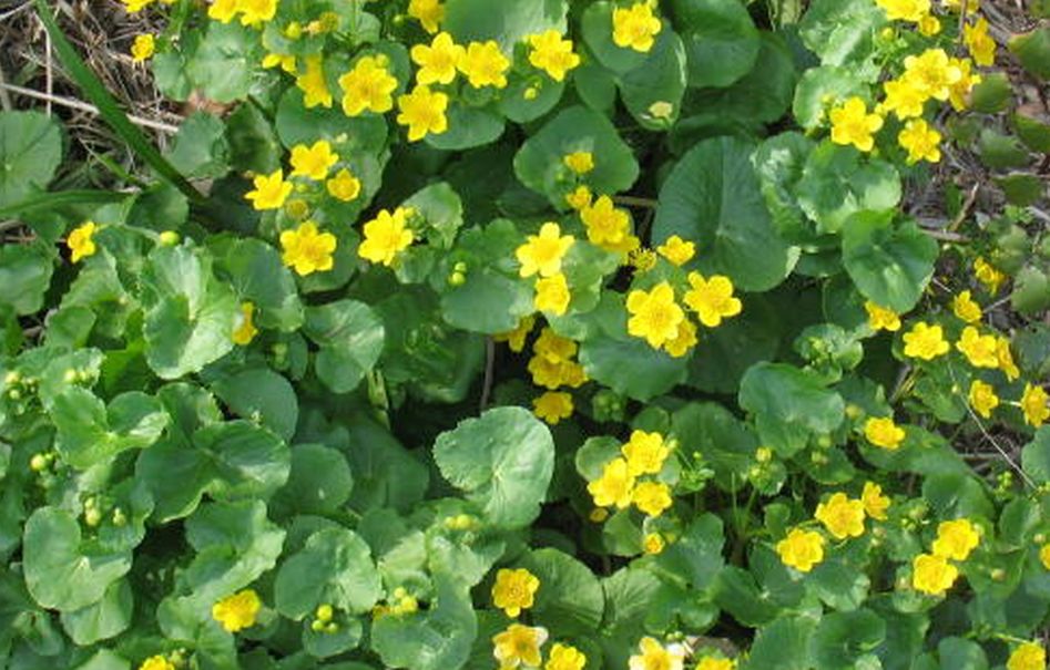 Caltha palustris / Calta