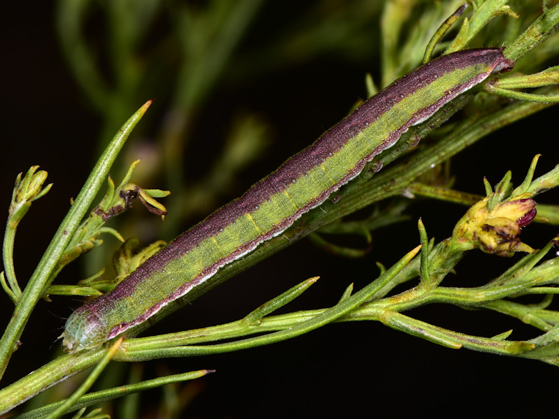 Larve di Cucullia xeranthemi