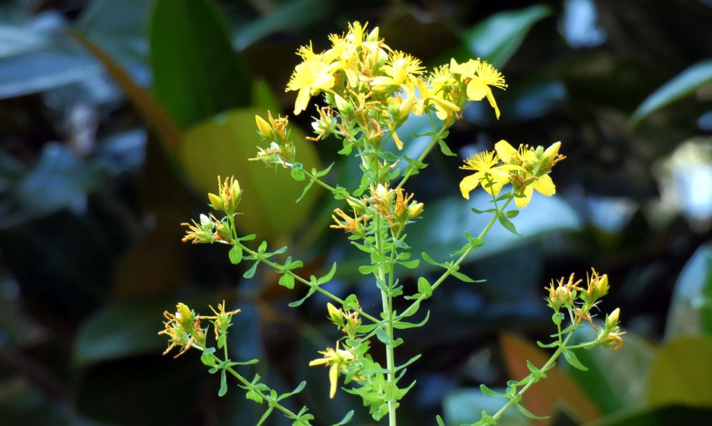 Hypericum perforatum