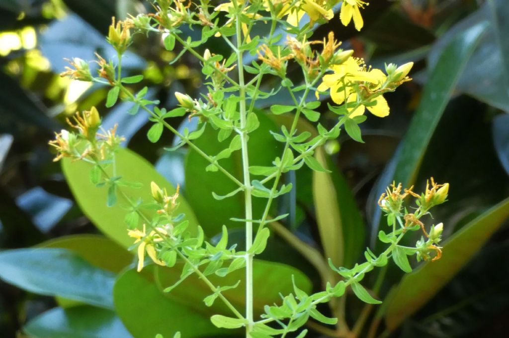 Hypericum perforatum