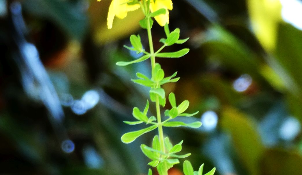 Hypericum perforatum