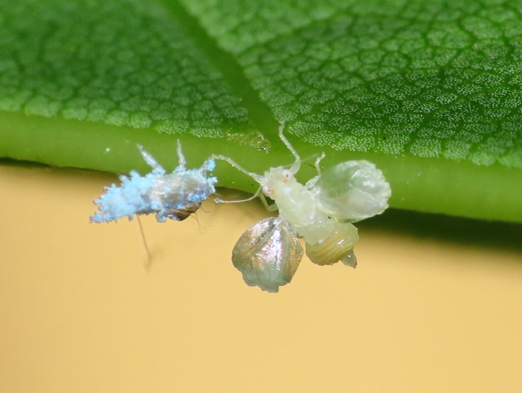 Insetto da identificare: Triozidae:  Trioza alacris