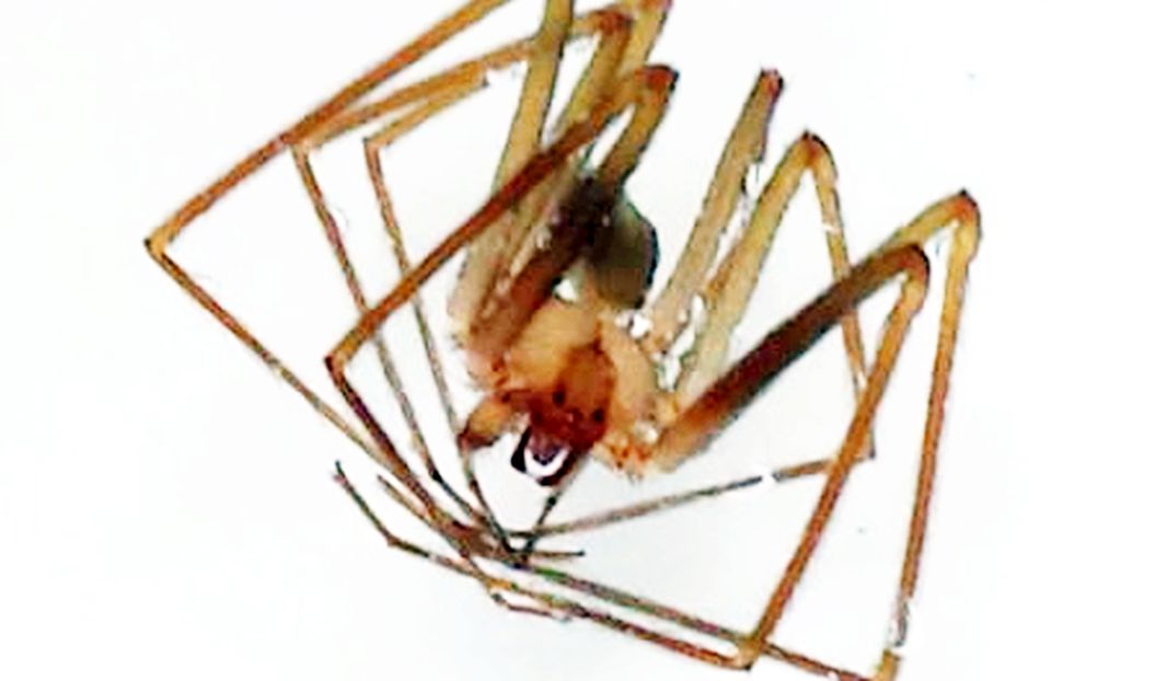 Loxosceles rufescens, maschio - S. Maria Capua Vetere (CE)
