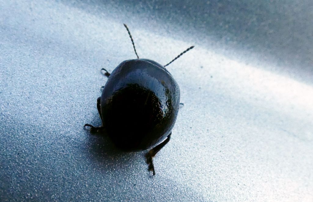 Chrysomelidae: Chrysolina haemoptera