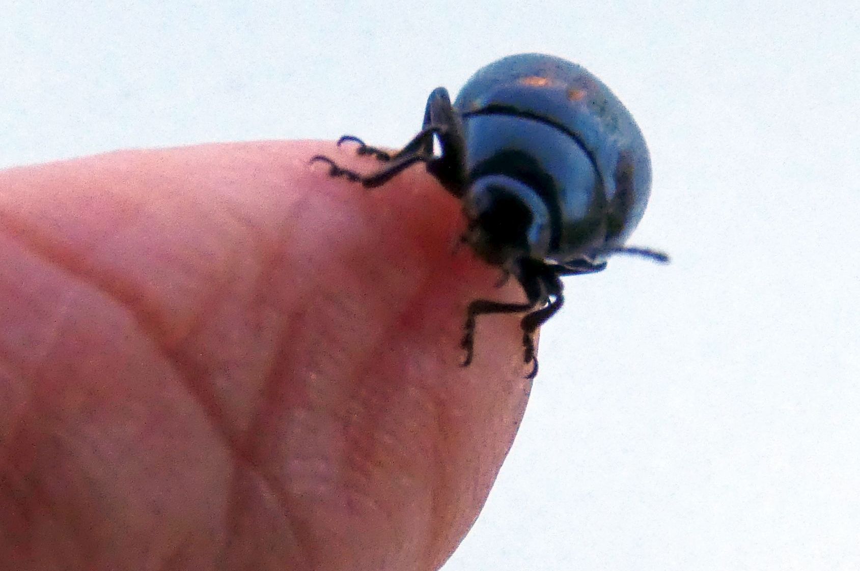 Chrysomelidae: Chrysolina haemoptera
