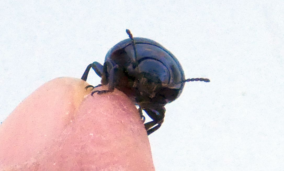 Chrysomelidae: Chrysolina haemoptera