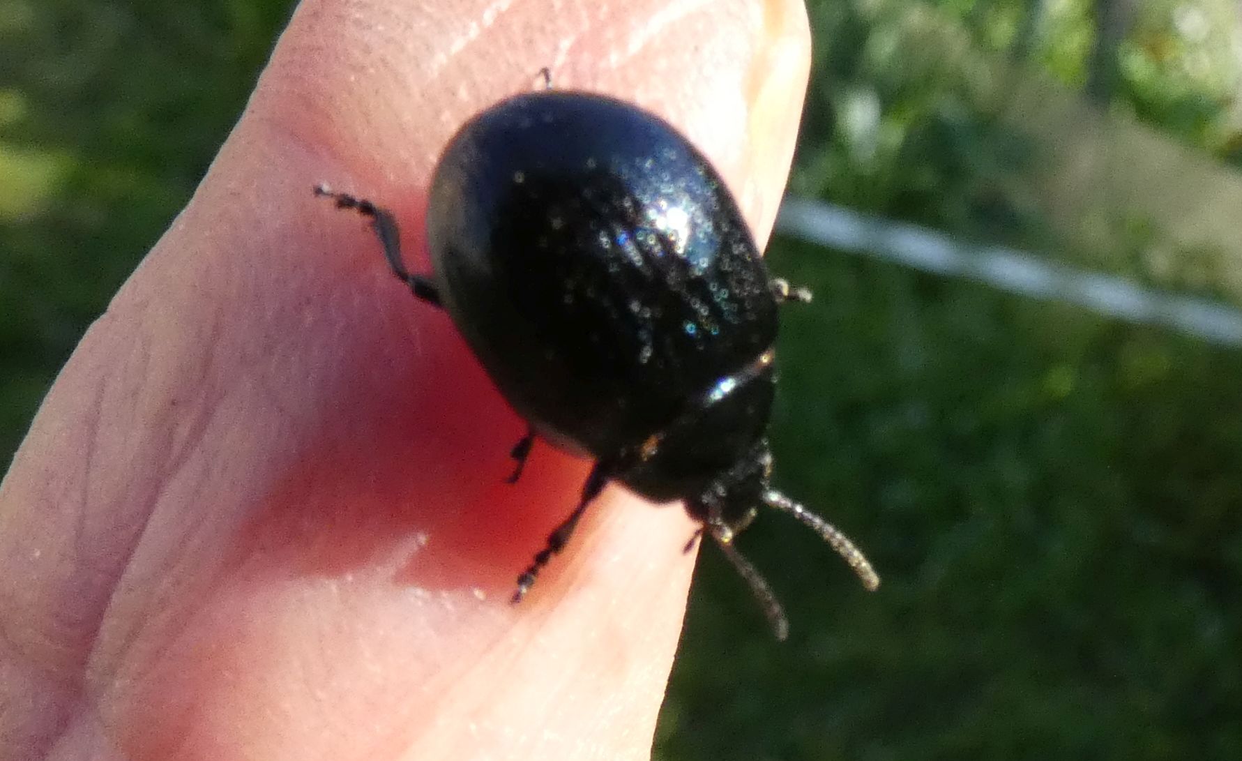 Chrysomelidae: Chrysolina haemoptera