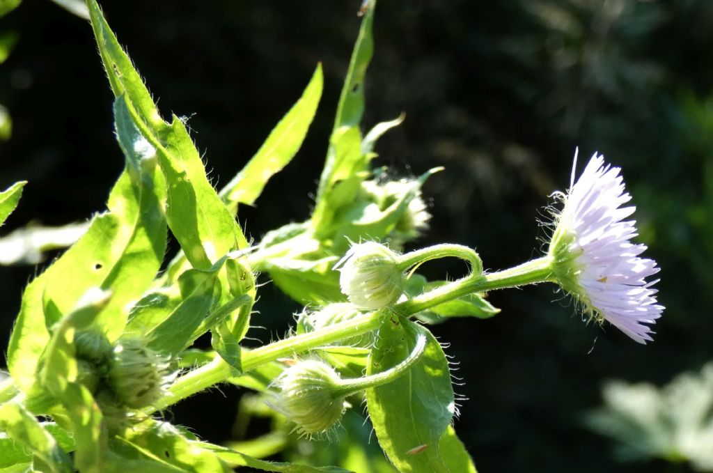 Asteracea: Erigeron annuus
