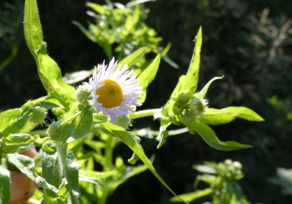 Asteracea: Erigeron annuus