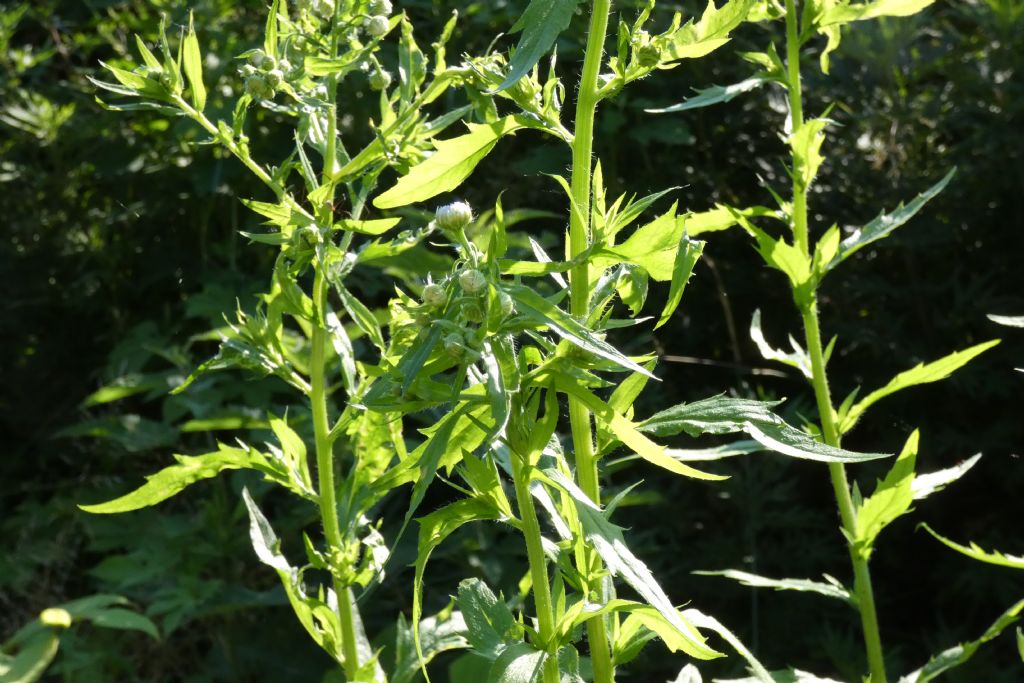 Asteracea: Erigeron annuus