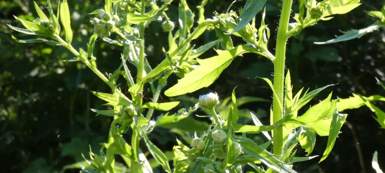 Asteracea: Erigeron annuus
