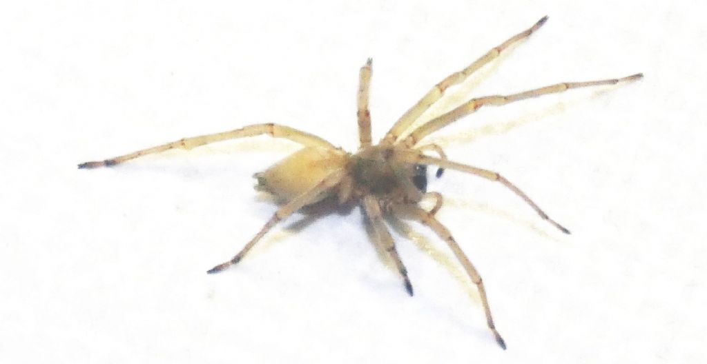Cheiracanthium cfr. mildei - Milano