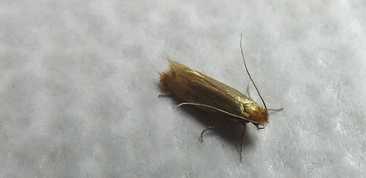 Tarme? S,  tarma dei tessuti: Tineola bisselliella